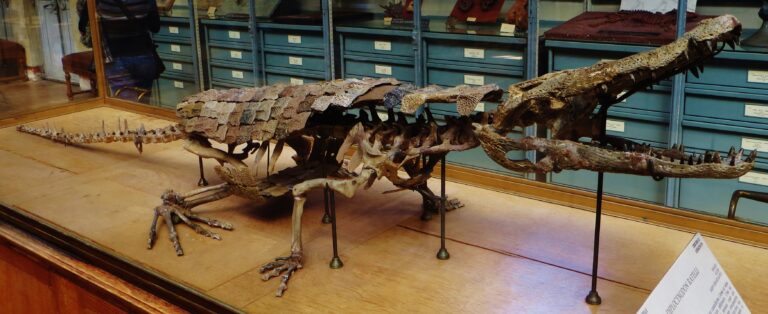 Skamieniałe szczątki diplocynodona w Muzeum Historii Naturalnej w Paryżu. Fot. Ghedoghed/ Wikimedia Commons