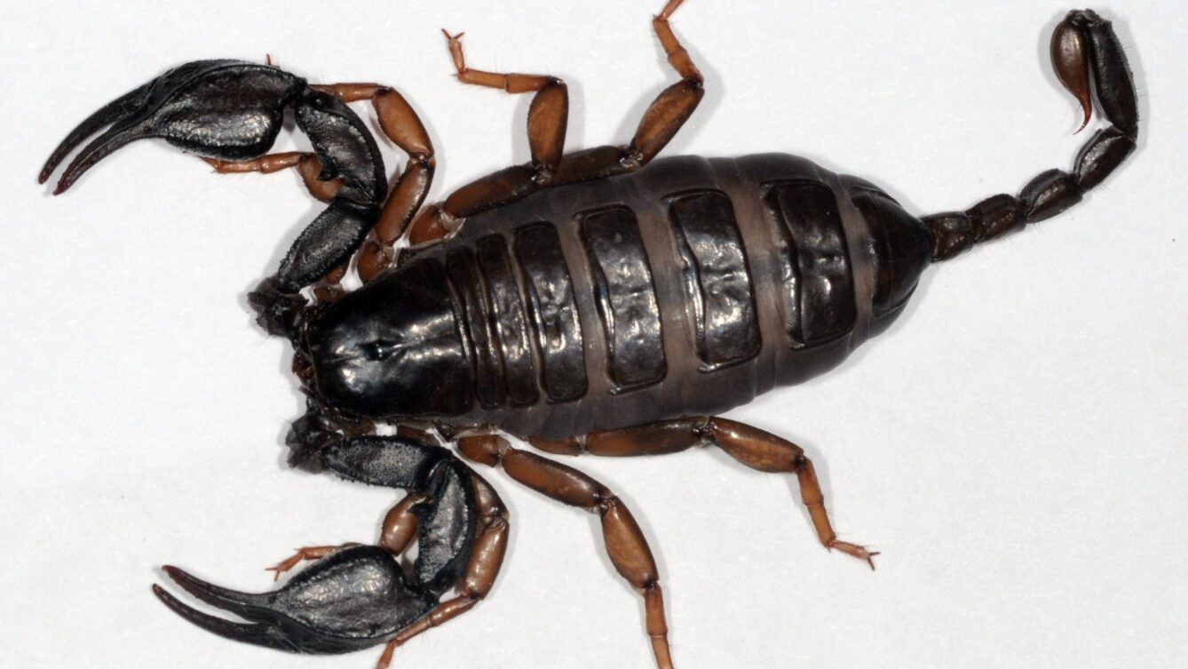 skorpion włoski/Fritz Geller-Grimm - Praca własna, CC BY-SA 3.0