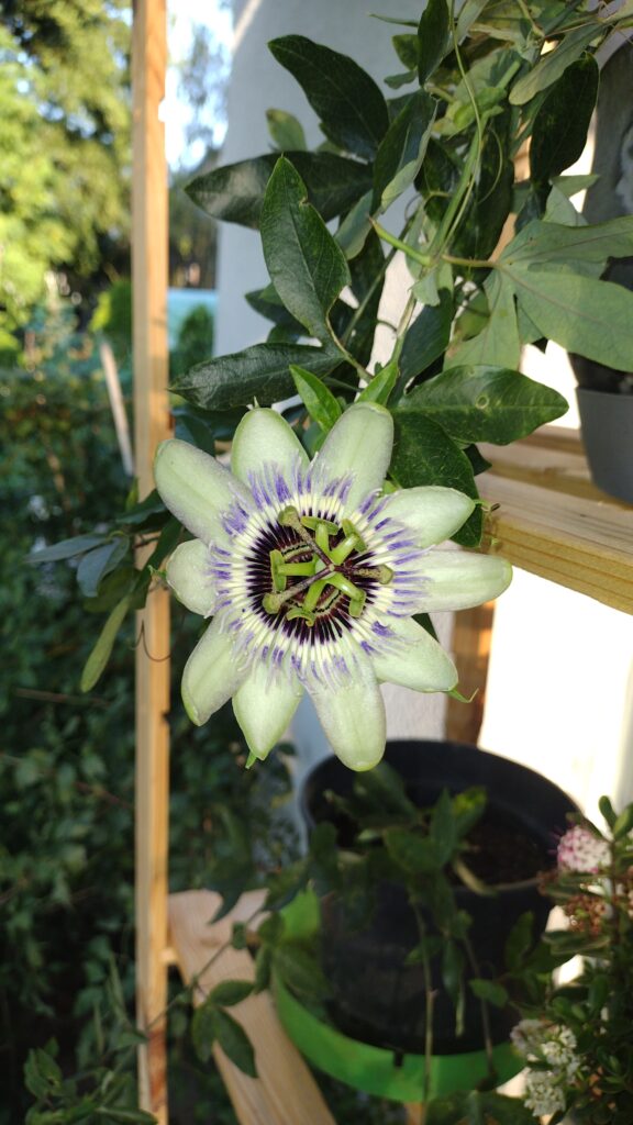 Passiflora/faktyplus.pl
