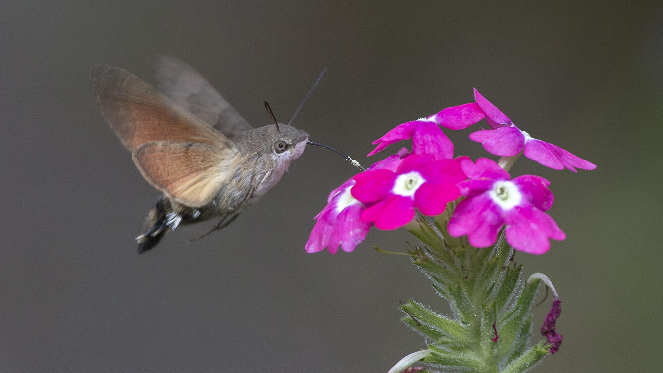 Fruczak gołąbek (Macroglossum stellatarum) nad kwiatami werbeny ,autorstwa Jerzy Strzelecki, CC BY-SA 3.0