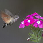 Fruczak gołąbek (Macroglossum stellatarum) nad kwiatami werbeny ,autorstwa Jerzy Strzelecki, CC BY-SA 3.0