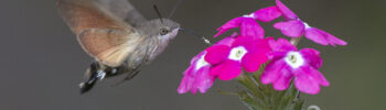 Fruczak gołąbek (Macroglossum stellatarum) nad kwiatami werbeny ,autorstwa Jerzy Strzelecki, CC BY-SA 3.0