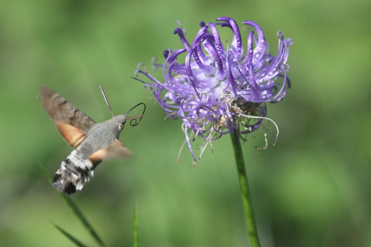 Fruczak gołąbek (Macroglossum stellatarum), Roger Culos - Praca własna, CC BY-SA 3.0