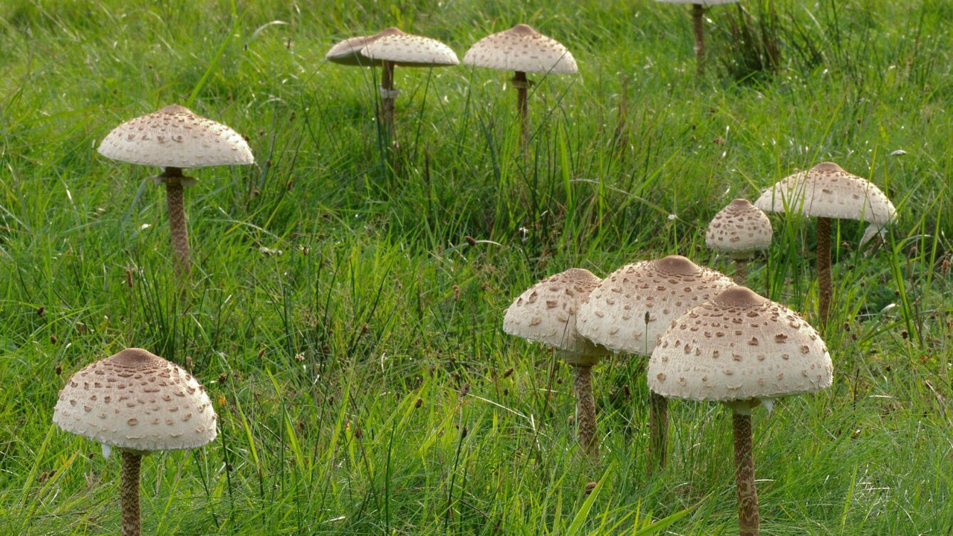 Czubajka kania, fot: Christian Fischerderivative, CC BY-SA 3.0