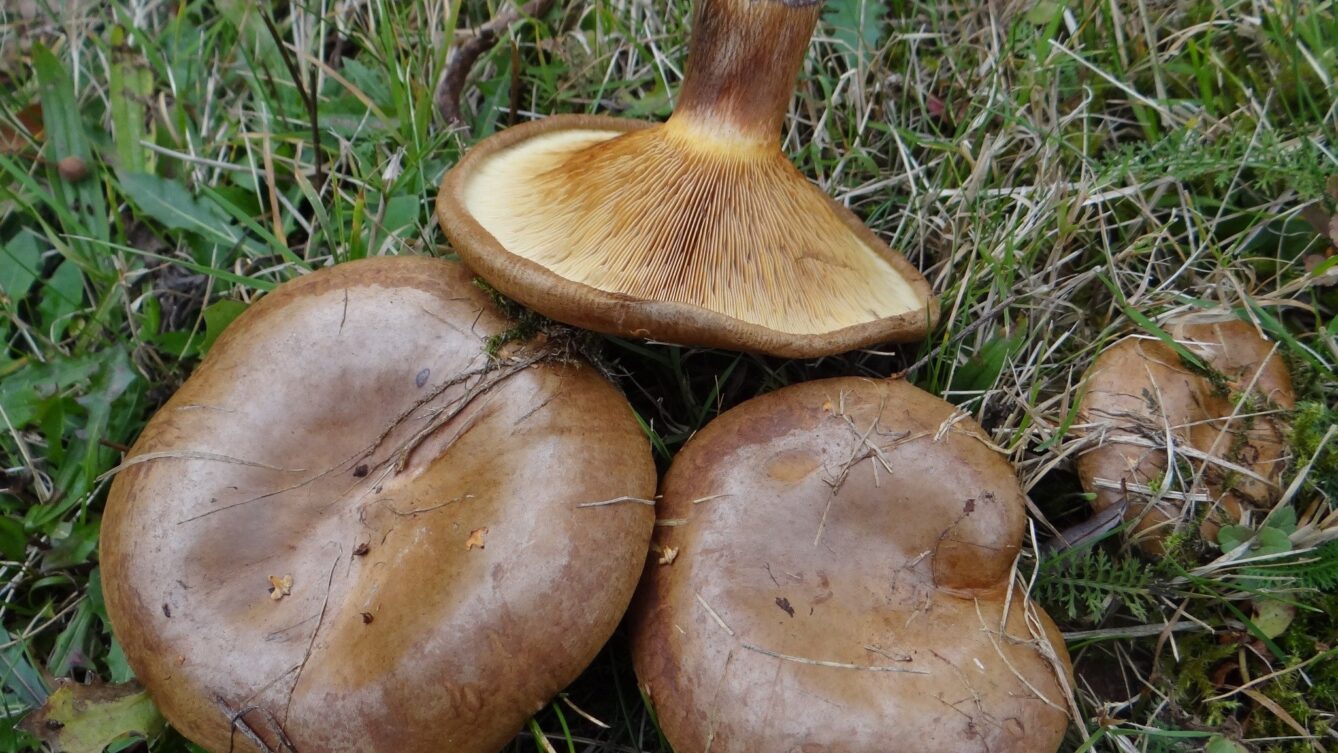 Krowiak_podwinięty/Fot: Jerzy Opioła, CC BY-SA 3.0