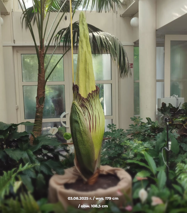 dziwadło olbrzymie - kwiatostan
