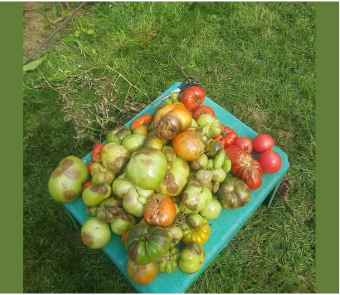 pomidory zaatakowane zarazą ziemniaczaną