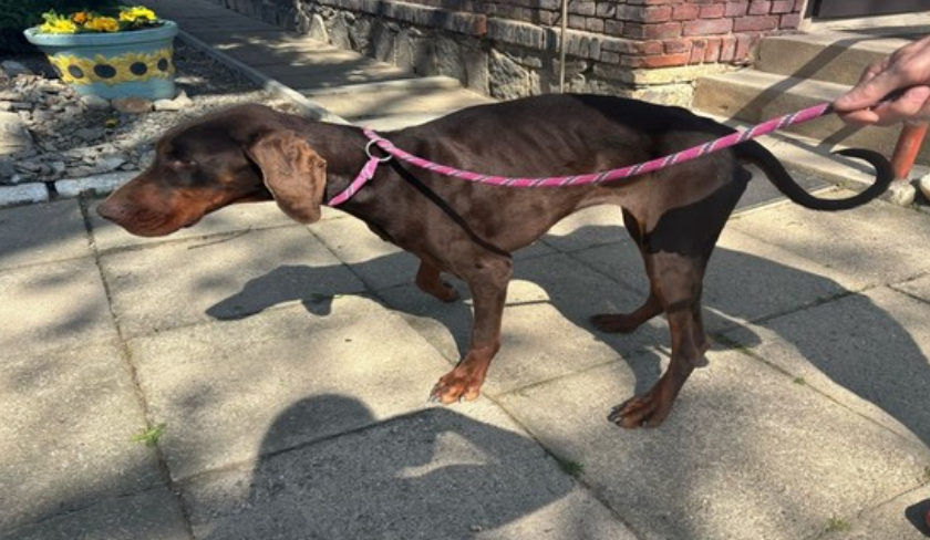 Opuszczony doberman/Policja