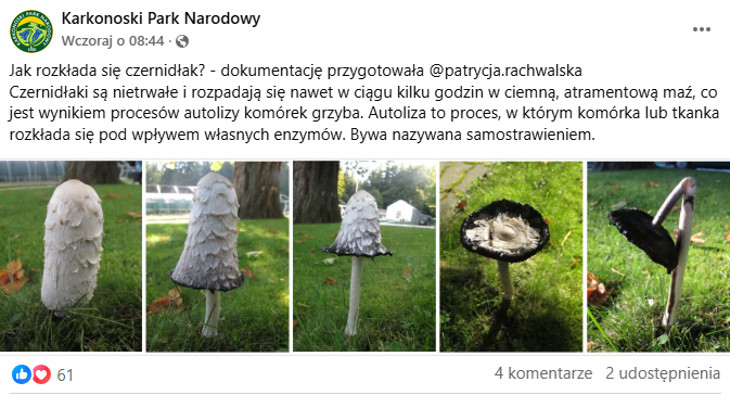 post KPN o czernidłakach kołpakowatych/KPN