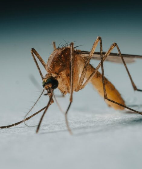 a close up of a mosquito on a white surface