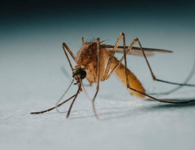 a close up of a mosquito on a white surface