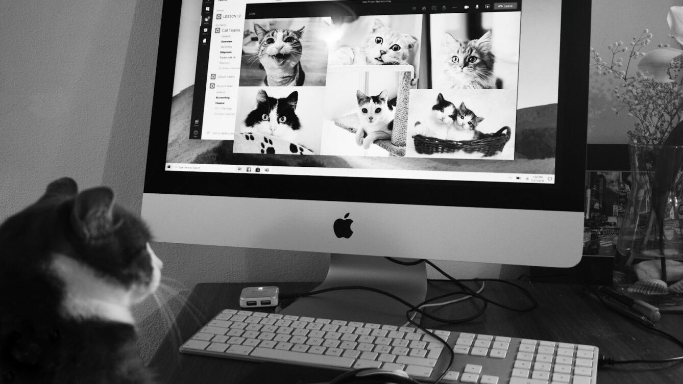 kot przed komputerem/ fot: Chris Barbalis/Unsplash