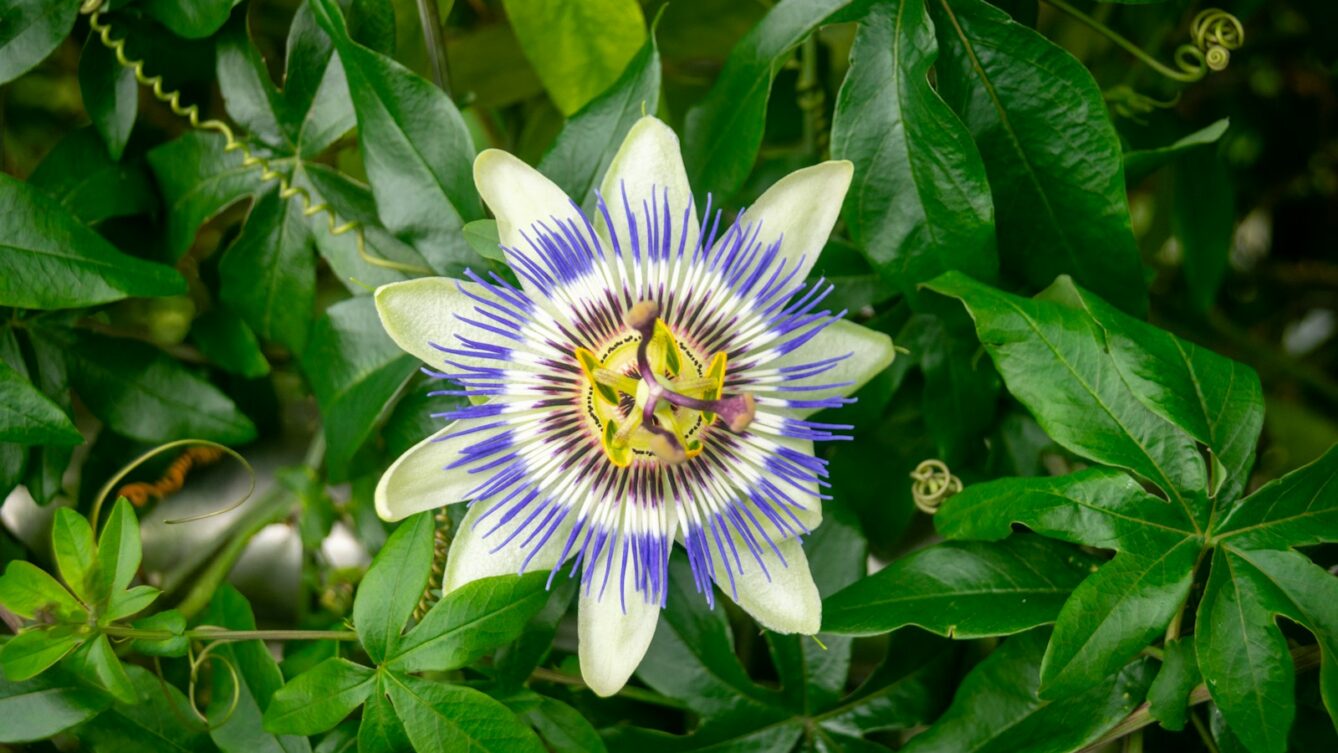 Passiflora/Shu/Unsplash