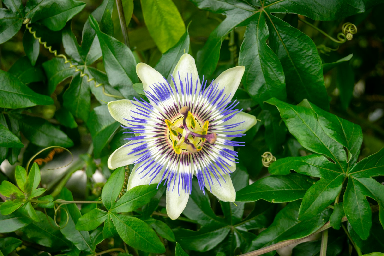 Passiflora/Shu/Unsplash