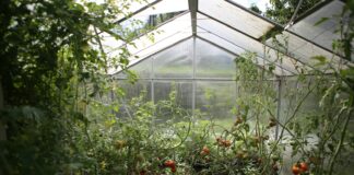 green watering can in green house
