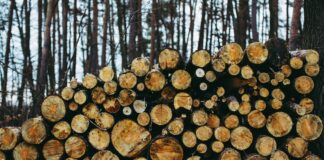 brown tree logs on forest during daytime