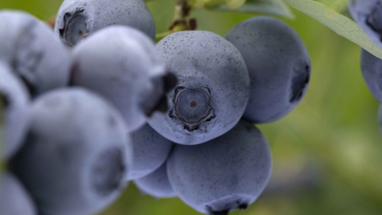 Krajowy Związek Grup Producentów Owoców i Warzyw