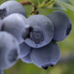 Krajowy Związek Grup Producentów Owoców i Warzyw