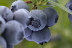 Krajowy Związek Grup Producentów Owoców i Warzyw