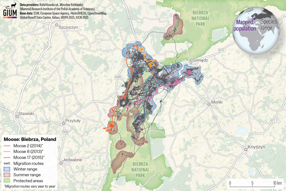 mapa tras łosi nad Biebrzą, Fot. materiały prasowe, Atlas od Ungulate Migration