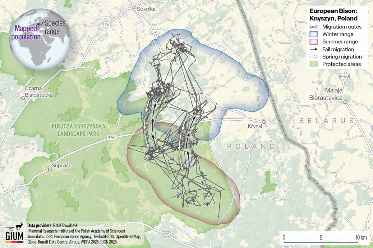 mapa tras żubrów w okolicach Knyszyna, Fot. materiały prasowe, Atlas od Ungulate Migration