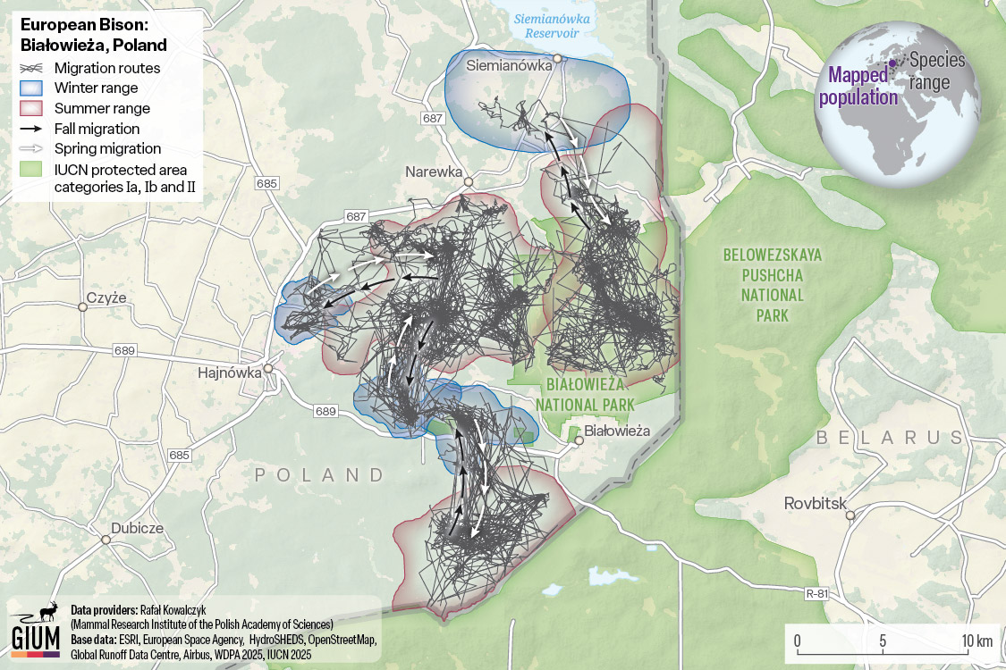 mapa tras żubrów w okolicach Białowieży, Fot. materiały prasowe, Atlas od Ungulate Migration