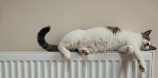 kot na kaloryferze/ fot: he gong/Unsplash