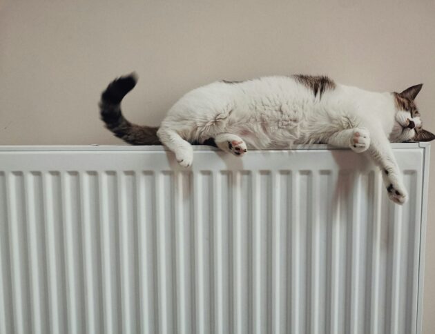 kot na kaloryferze/ fot: he gong/Unsplash