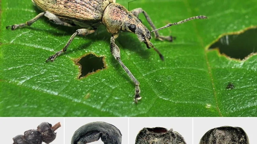 Współczesny przedstawiciel Phyllobius viridicollis z zaznaczonym przedpleczem; źródło: A. Hałuszko za Antiquity