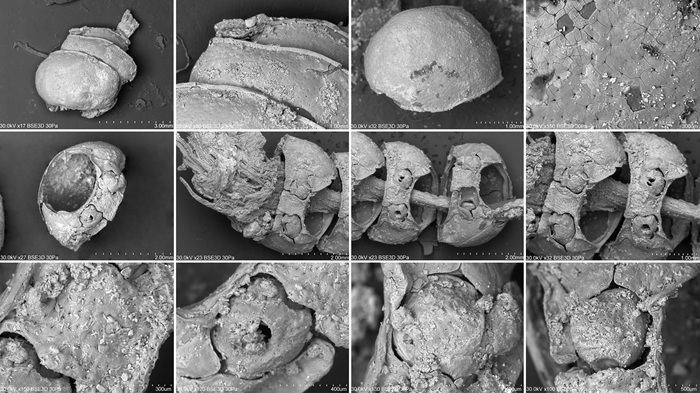 Współczesny przedstawiciel Phyllobius viridicollis z zaznaczonym przedpleczem; źródło: A. Hałuszko za Antiquity