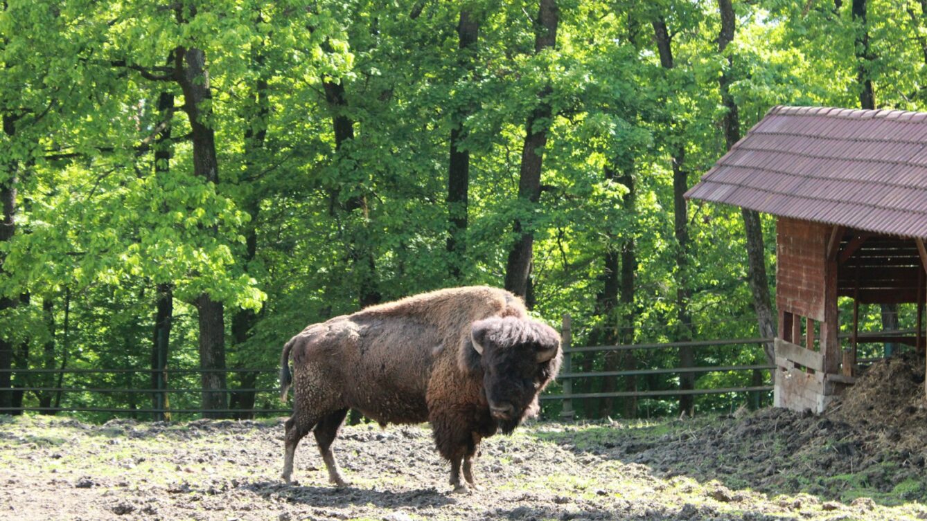 żubr w parku narodowym/fot:  Butuza Gabriel/Unsplash