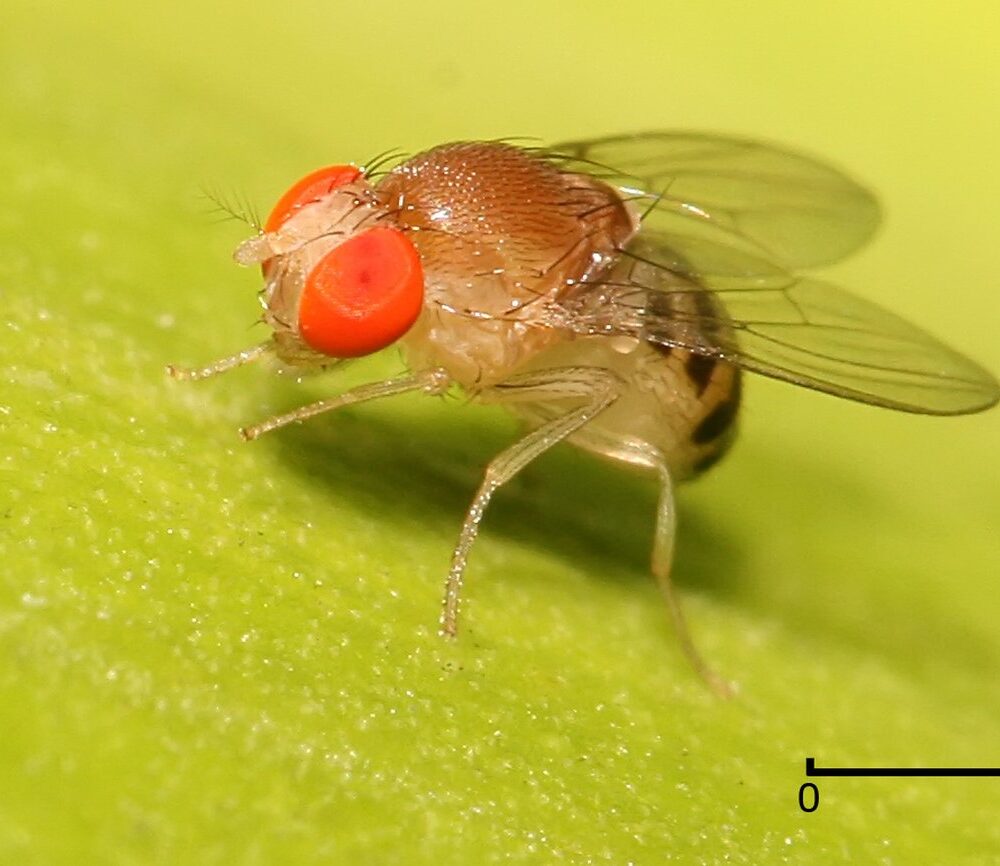 muszka owocówka/ By Muhammad Mahdi Karim - Own work, GFDL 1.2