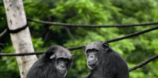 szympansy w ZOO/ fot: Satya deep/ Unsplash