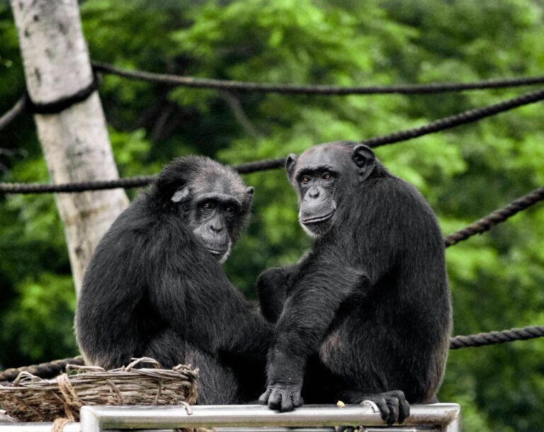 szympansy w ZOO/ fot: Satya deep/ Unsplash