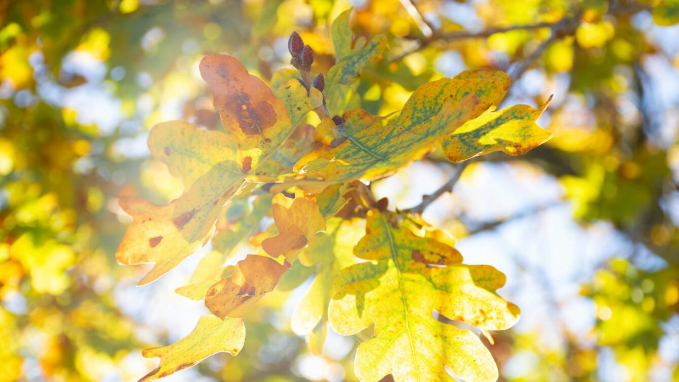 jesienne liście/ fot: Lucas George Wendt/ Unsplash
