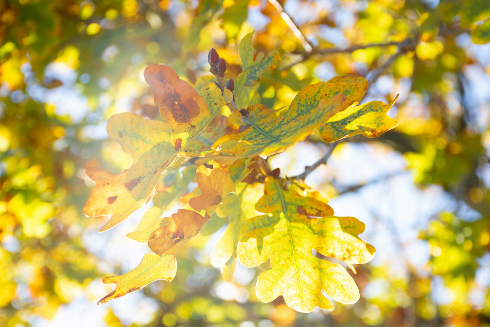 jesienne liście/ fot: Lucas George Wendt/ Unsplash