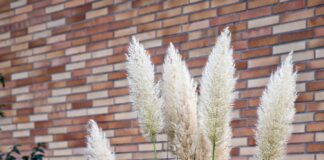 trawa pampasowa/ fot: Meshaal Al Hajali/ Unsplash