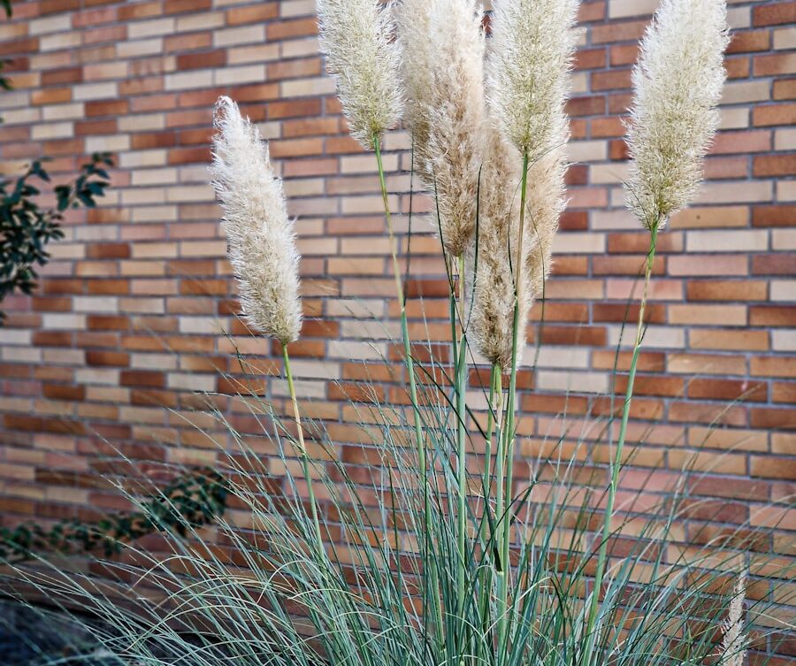 trawa pampasowa/ fot: Meshaal Al Hajali/ Unsplash