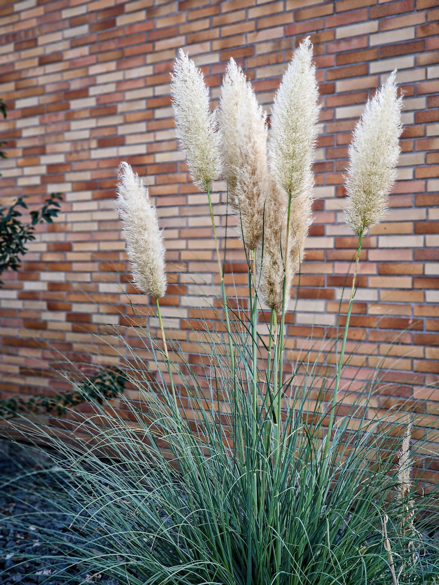 trawa pampasowa/ fot: Meshaal Al Hajali/ Unsplash