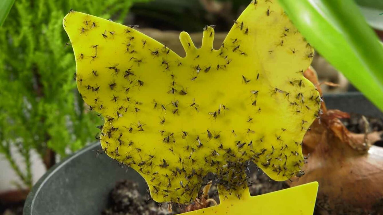 ziemiórki na roślinie ozdobnej w domu