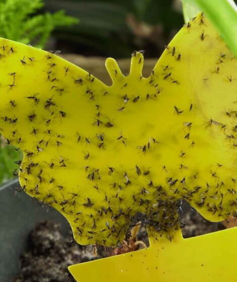 ziemiórki na roślinie ozdobnej w domu