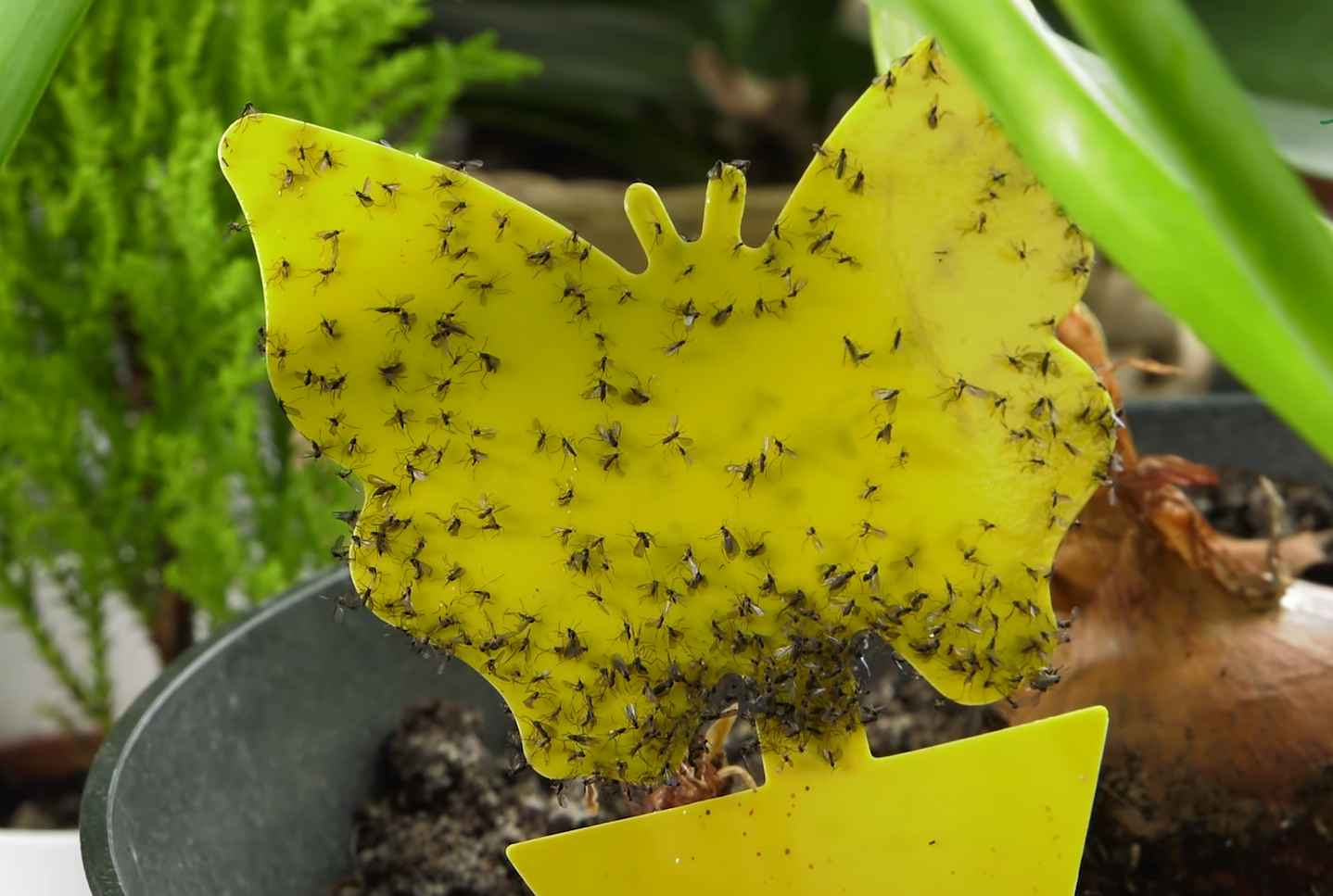 ziemiórki na roślinie ozdobnej w domu