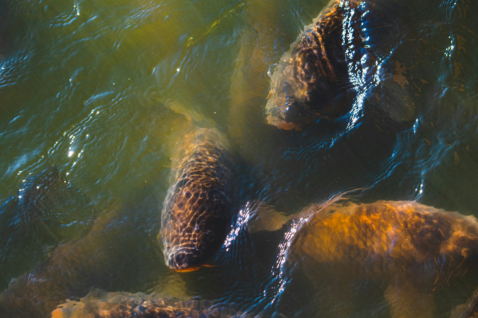 ryby w wodzie/ fot: Jon Sailer/ Unsplash