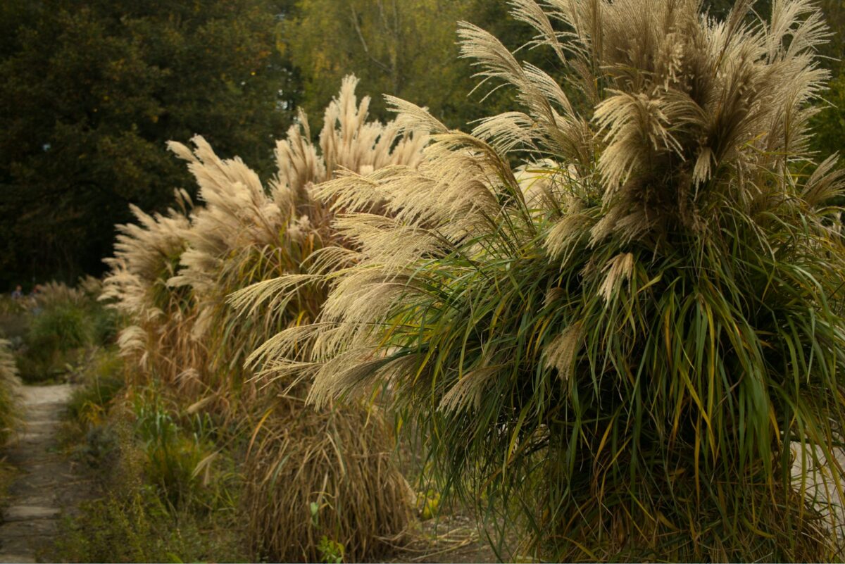 Trawa pampasowa/ fot: Mia Boskovic/ Unsplash