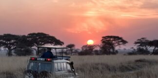 samochód terenowy pełen turystów na afrykańskiej sawannie/ fot: Hu Chen/ Unsplash