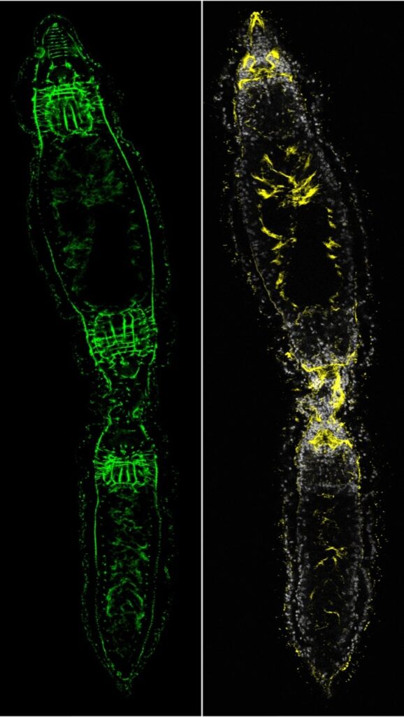 dwugłowe płazińce - odkrycie polskich naukowców