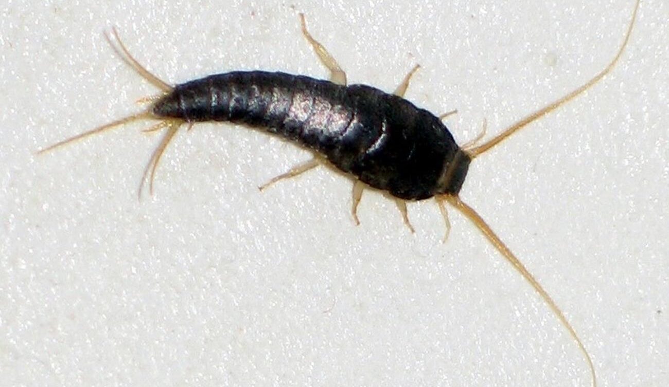 rybik cukrowy jest powszechnie występującym owadem w domach, lubi ciepłe i wilgotne pomieszczenia/ CC BY-SA 3.0