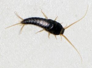 rybik cukrowy jest powszechnie występującym owadem w domach, lubi ciepłe i wilgotne pomieszczenia/ CC BY-SA 3.0