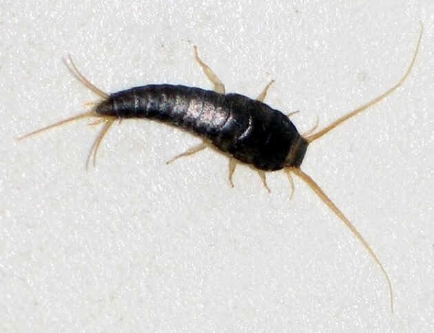 rybik cukrowy jest powszechnie występującym owadem w domach, lubi ciepłe i wilgotne pomieszczenia/ CC BY-SA 3.0