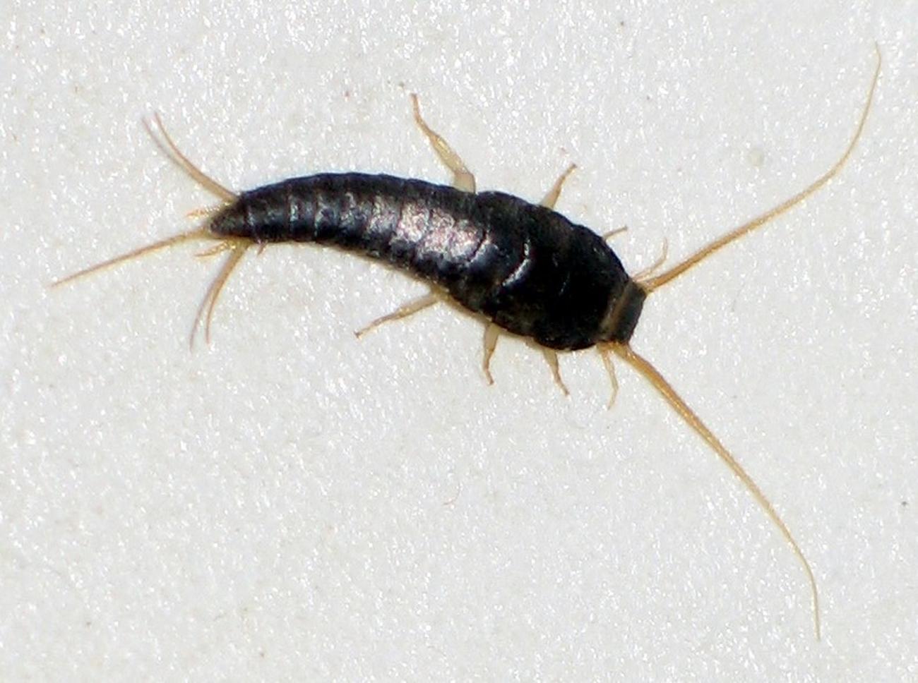 rybik cukrowy jest powszechnie występującym owadem w domach, lubi ciepłe i wilgotne pomieszczenia/ CC BY-SA 3.0